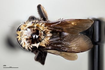 Media type: image;   Entomology 803572 Aspect: habitus dorsal view